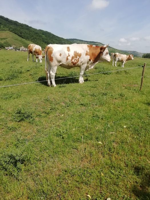 Junincă de vânzare