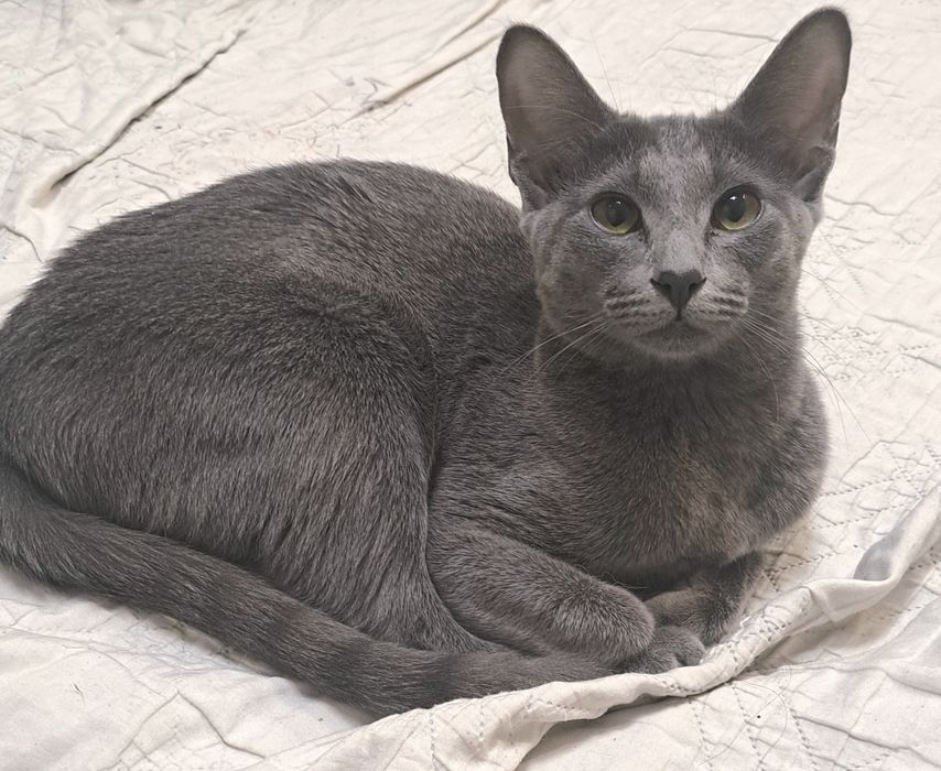 Продам.   кошечку