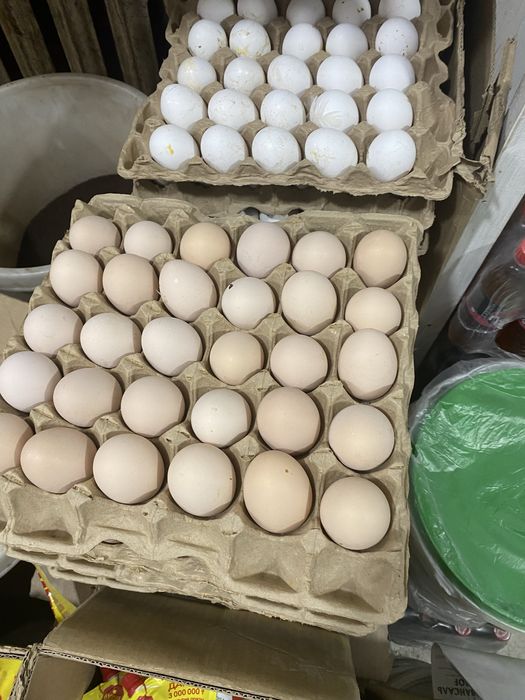 Продаю свежее яйцо