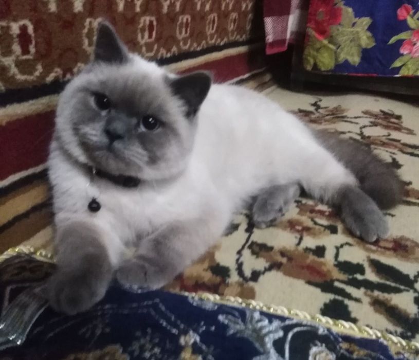 Вязка,Зот олиш,сотилмайди.