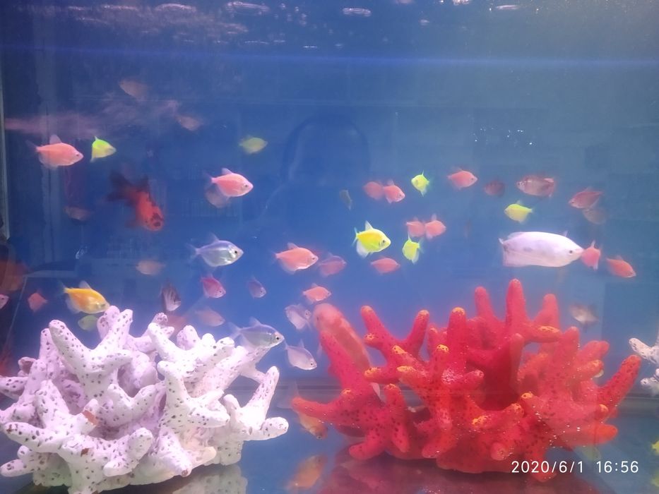 Продам аранды телескоп тернецыя