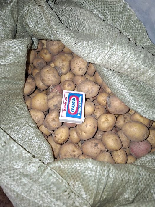 Продам картофель