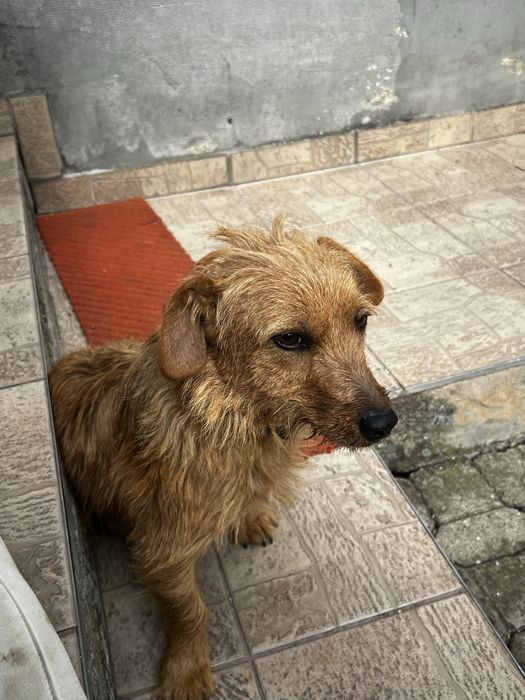 Donez cățelușă de talie mica