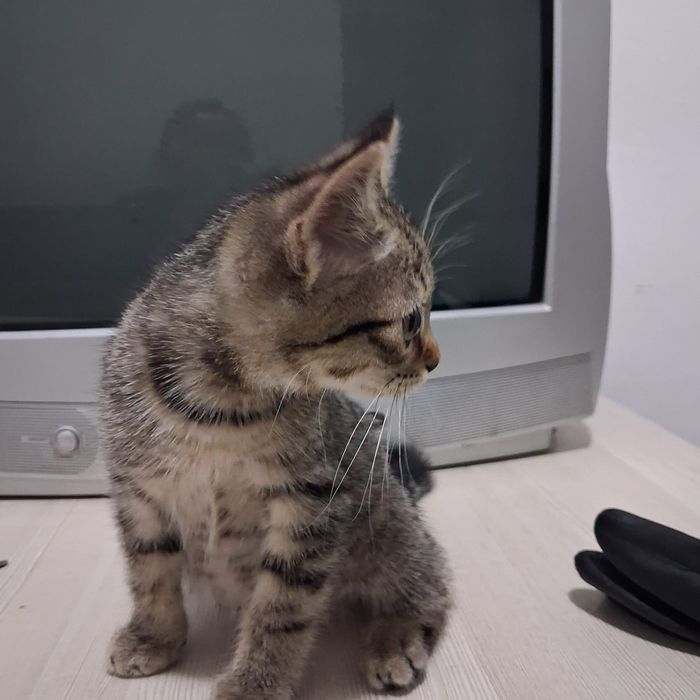 Отдам маленького котёнка