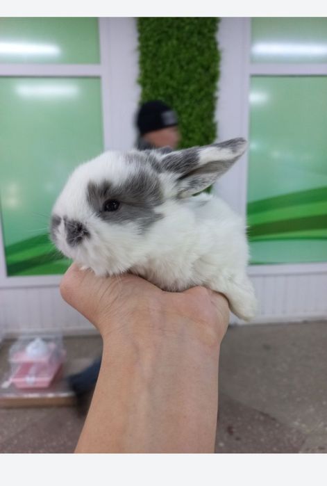 Кролики карликовые