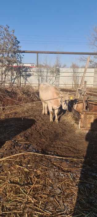 Сиырлар сатылады срочно