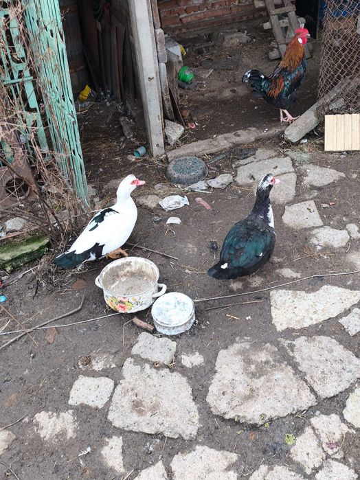 Млади патки на 8 месеца