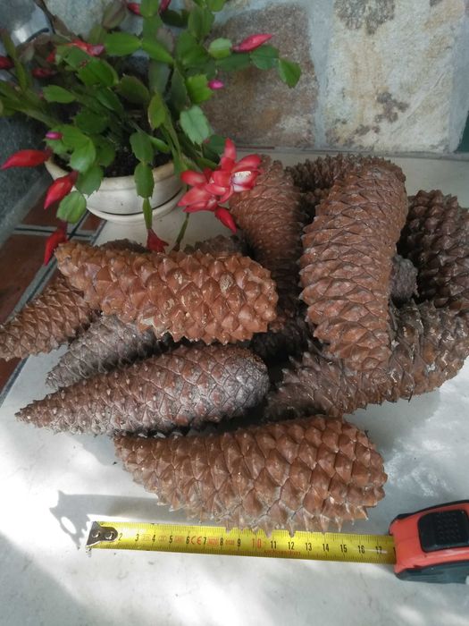 Красиви, големи   шишарки