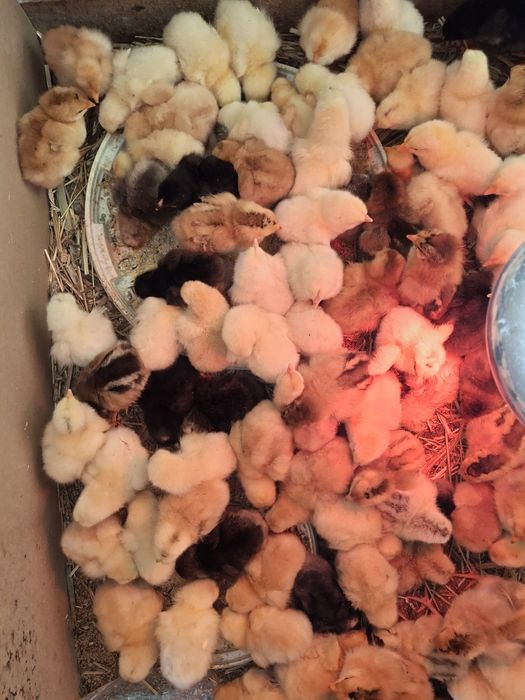 Vând pui de găini de casă