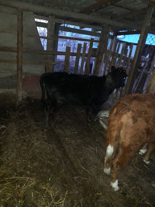 Баспактар район Шанхай