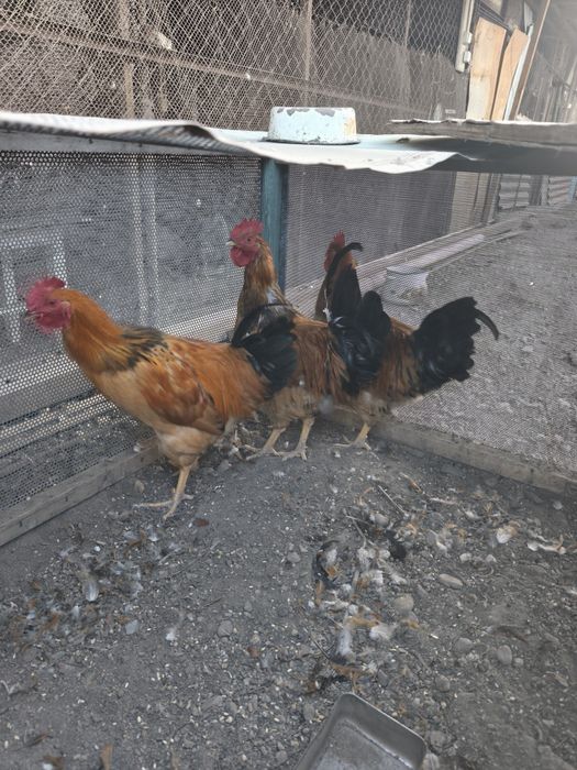 Кучинские юбилейный петухи в продаже