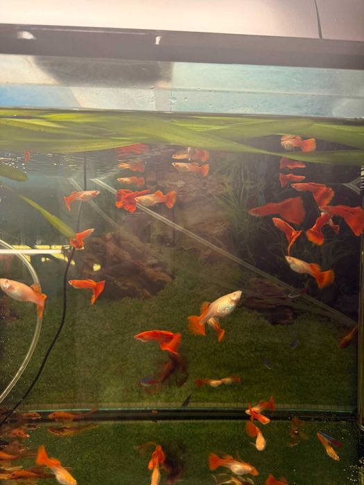 Guppy Albino Full Red 25 ron buc (sau mai ieftin angro)
