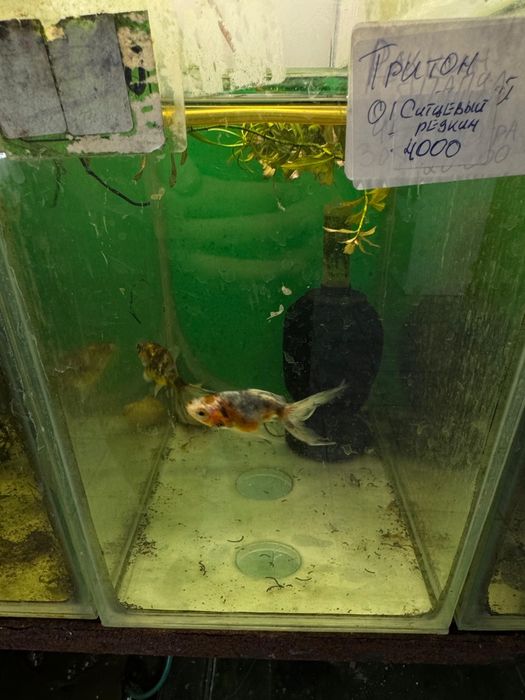 Аквариумные рыбки