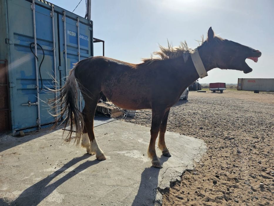 Продам Жеребца-Айгыр