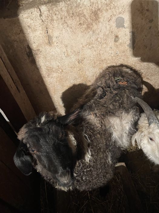 Коза и козленок Ешкы мен Лак