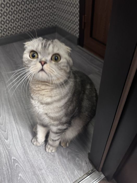 Mushuk Scottish fold