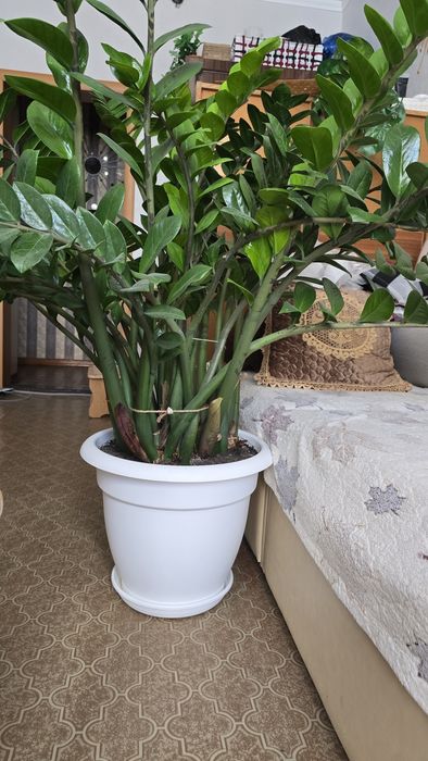 Замиокулькас долларовое дерево