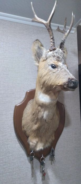 Продам чучело косули