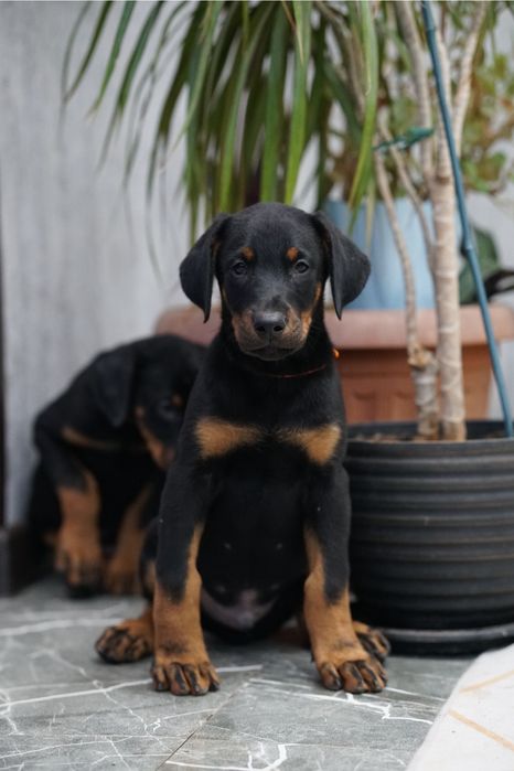 Щенки добермана на проджу