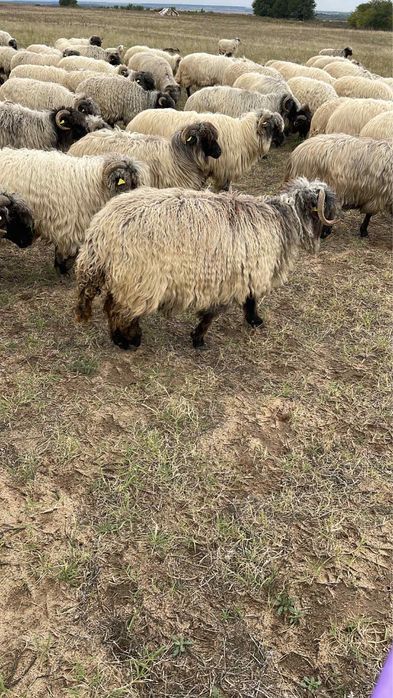 Vand 430 de oi rasa țurcana