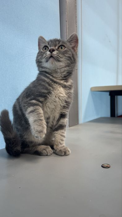 Скоттиш страйт продается мальчик