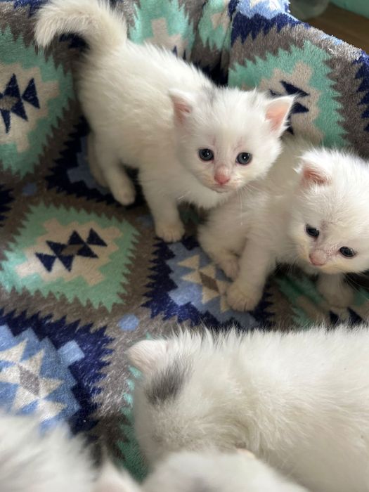 Отдам белых и пушистых котят !