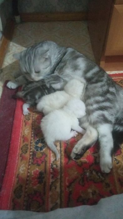 Шотландский вислоуха