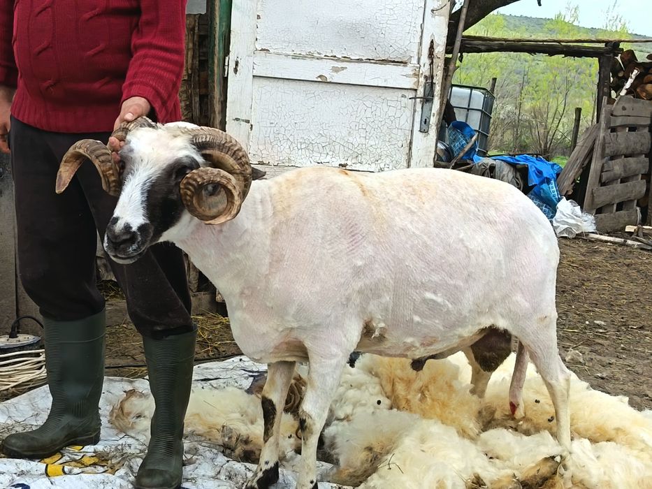 Berbec breaz de vanzare