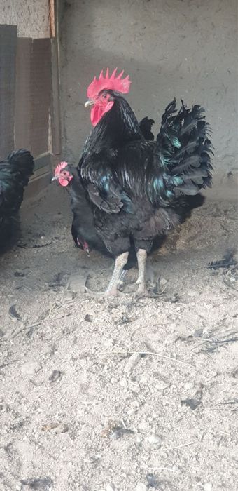 Кора шахзода товук тухумлари