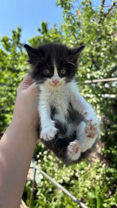 Срочно отдам Котят!
