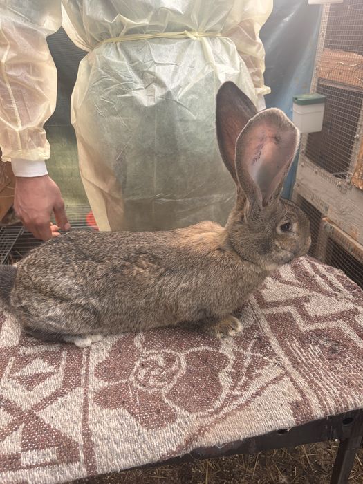 Masculi Urias German