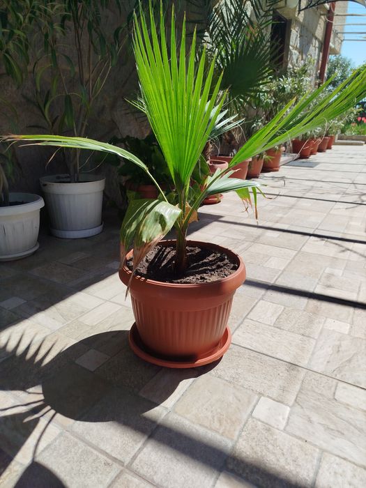 Палми Вашингтония и лимони