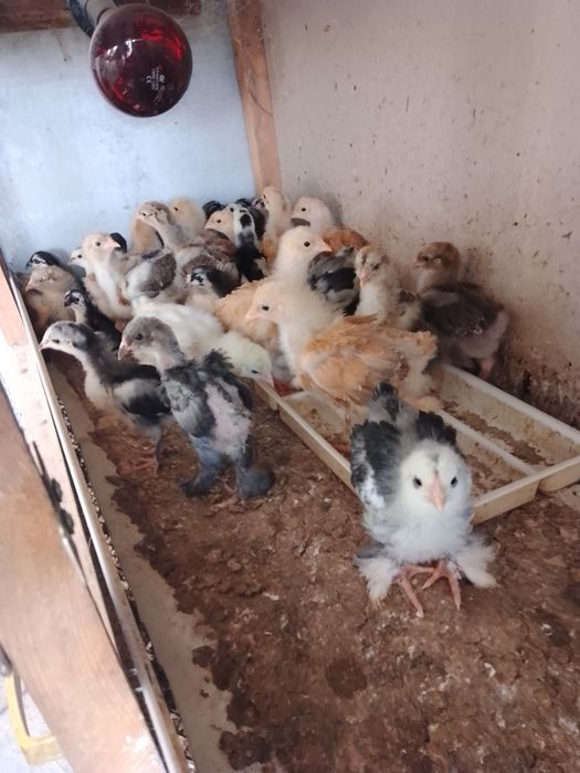 Акция и скидка Брама (Турция)