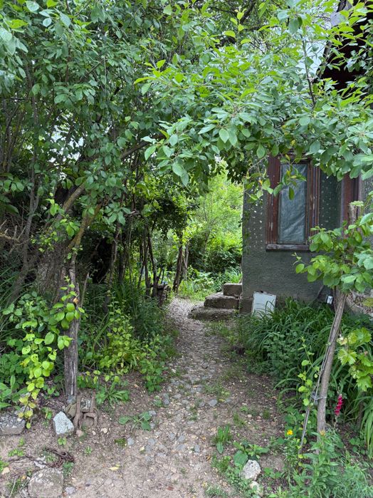 Proprietate de Vanzare In Sat Dalga, Comuna Calopăr - 2900mp| Doua Case batranesti + Plantație de lavanda anul 6