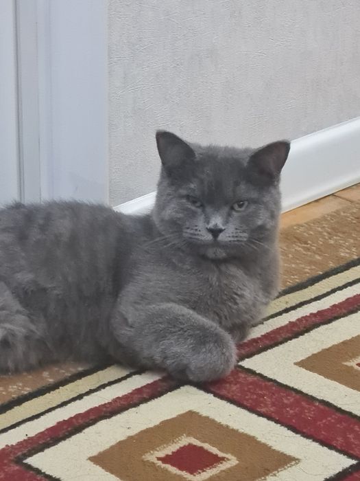 Britanskiy Skotish вяска qilishga