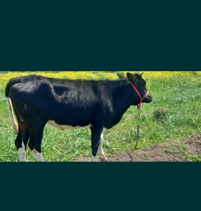 Гунажин сотилади срочна сотилади