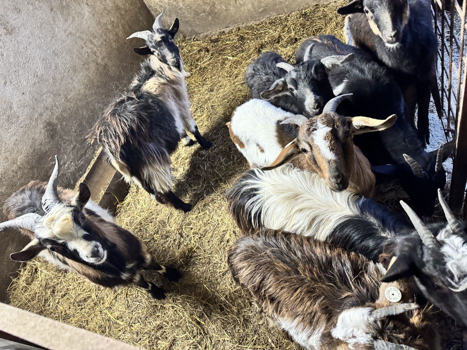 12 Iede si 3 tapi din mame bune de lapte