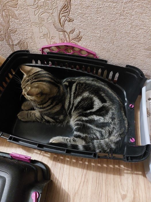 Продам  кота британской породы