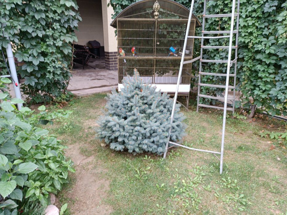 Продаются Бельгийские ели