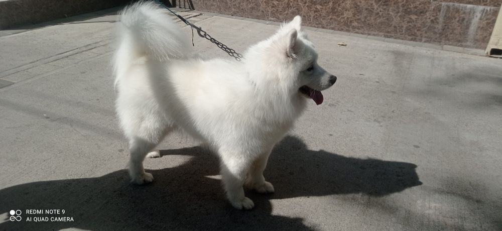 Стрижка, вычес, экспресс линька, купка и выгул животных