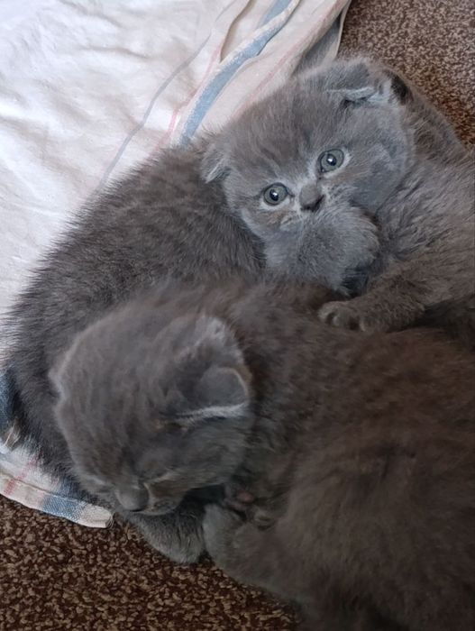 Котята Британская шиншилла