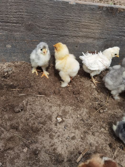 Pui și ouă Brahma "lemon si potirnichiu"