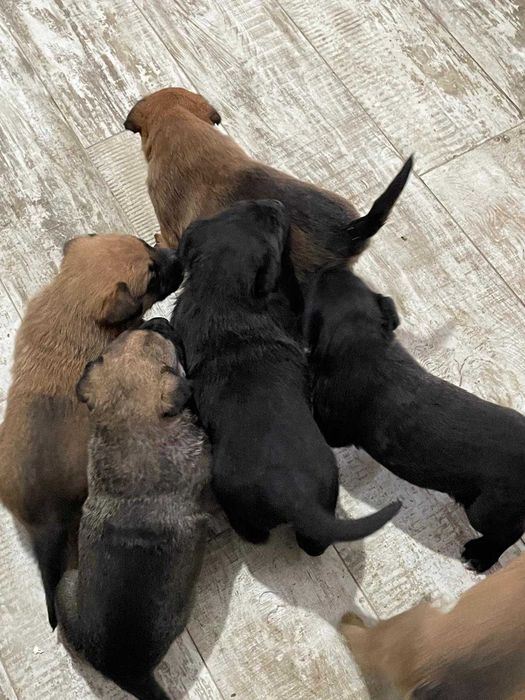 Se ofera spre adoptie