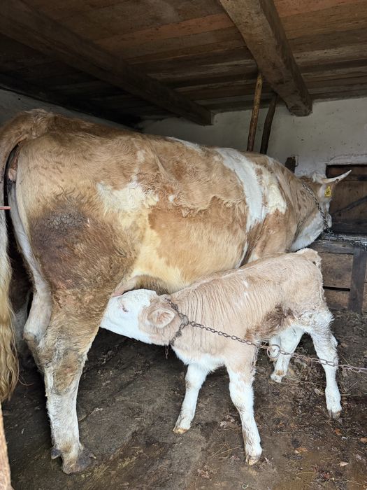 Vaca si vitel de vanzare