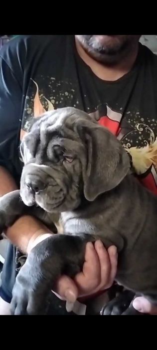 Щенки мастино наполетано