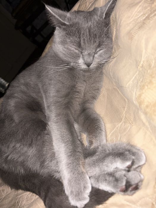 Mushuk Scottish straight