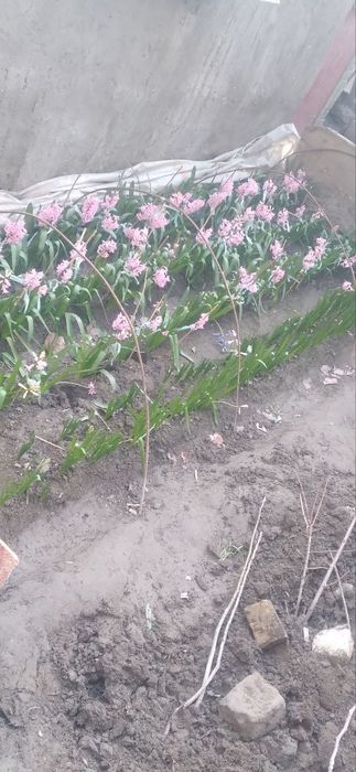 Gullar.      sotiladi