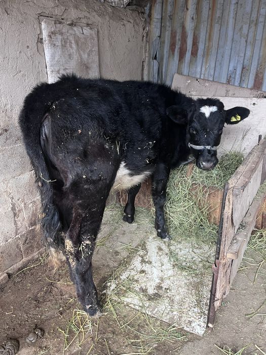 Ургашы тана сатылады