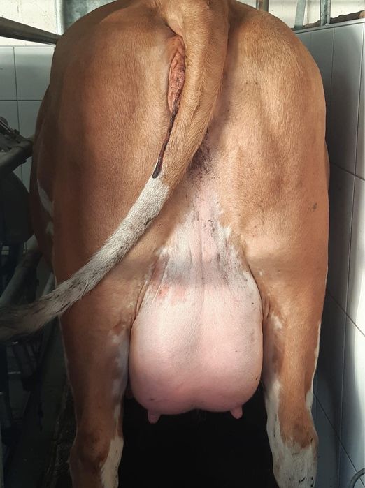 Furaje  vaci de lapte asiguram transport