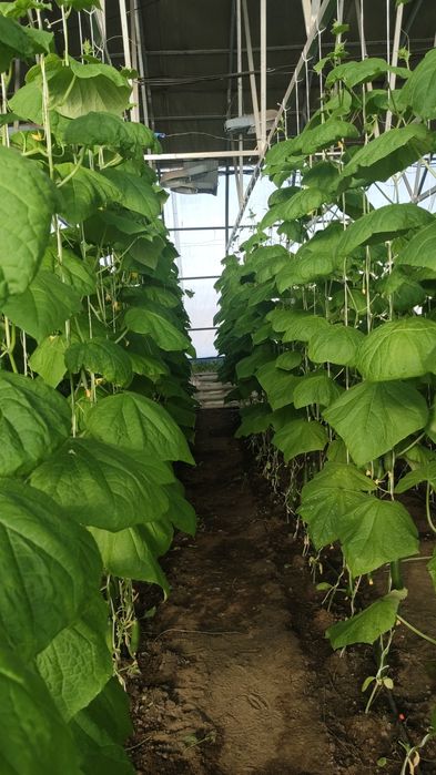 тепличные огурцы оптом и в розницу